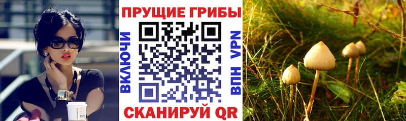 Галлюциногенные грибы прущие грибы  Воркута 